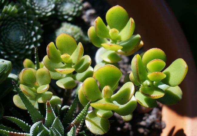 planta de jade suculento planta que atrae dinero y prosperidad